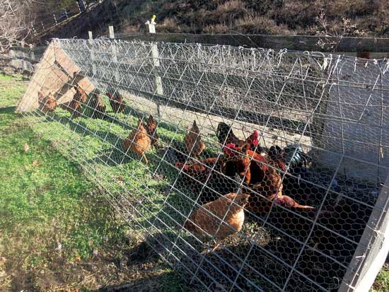 A larger chicken tractor.